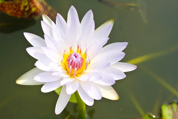 Lírio aquático ou flor de lótus na lagoa. — Fotografia de Stock