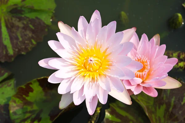 Waterlelie of lotusbloem in vijver. — Stockfoto