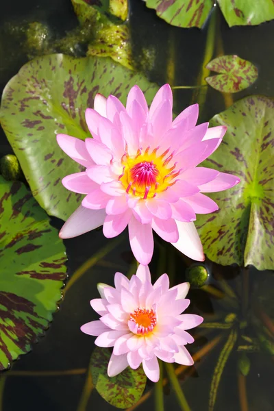 Waterlelie of lotusbloem in vijver. — Stockfoto