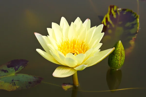 Lírio aquático ou flor de lótus na lagoa. — Fotografia de Stock