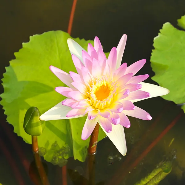 Waterlelie of lotusbloem in vijver. — Stockfoto