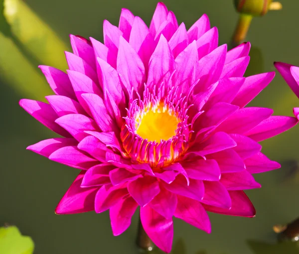 Waterlelie of lotusbloem in vijver. — Stockfoto