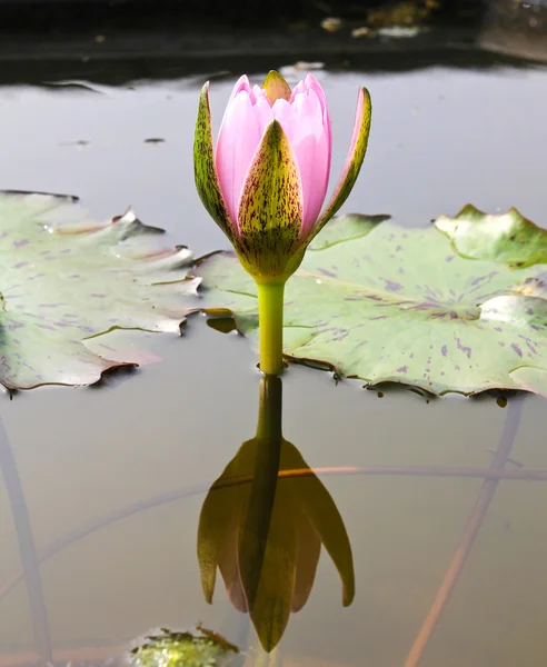 Waterlily or Lotus Flower in pond. — Stock Photo, Image