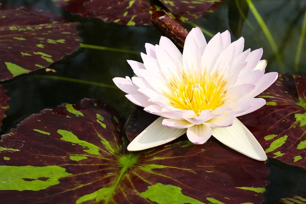 Waterlelie of lotusbloem in vijver. — Stockfoto