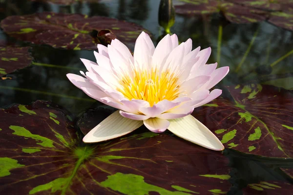 Waterlily or Lotus Flower in pond. — Stock Photo, Image