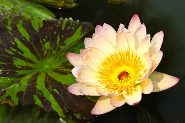 Vodní lilie nebo lotosový květ v jezírku. — Stock fotografie