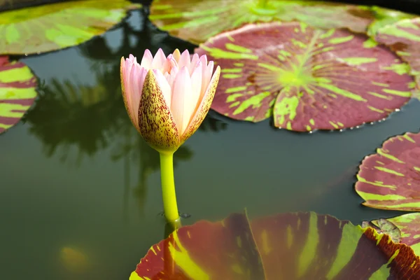 Ninfee o fiore di loto in stagno. — Foto Stock