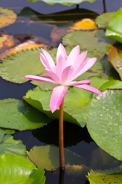 Kwiat lilii wodnej lub lotosu w stawie. — Zdjęcie stockowe