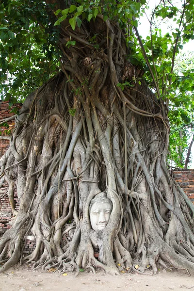 杂草丛生的无花果树在玛哈泰寺的佛头。大城府他 — 图库照片