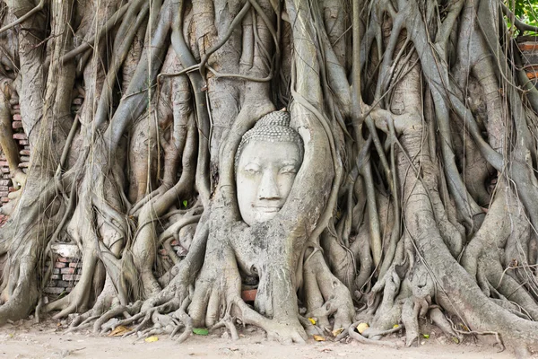 Głowa Buddha zarośnięty przez drzewo figowe w Wat Mahathat. Ayutthaya jego — Zdjęcie stockowe