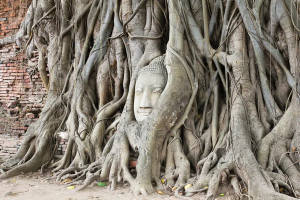 Wat Mahathat incir ağacı tarafından büyümüş Buda kafa. Ayutthaya onun — Stok fotoğraf