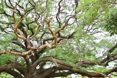 En büyük maymun Pod ağaç.