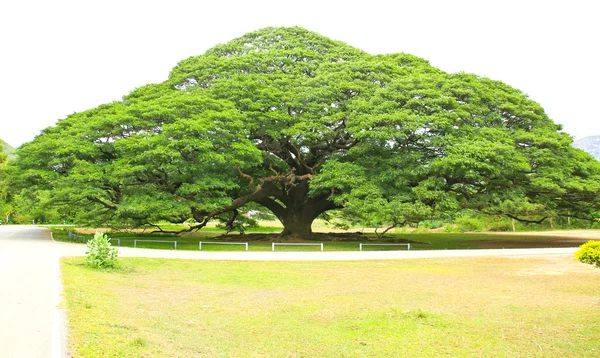 Le plus grand Singe Pod Tree à Kanchanaburi, Thaïlande — Photo