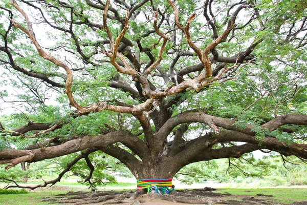 Μεγαλύτερο δέντρο Pod μαϊμού σε Καντσαμπούρι, Ταϊλάνδη — Φωτογραφία Αρχείου
