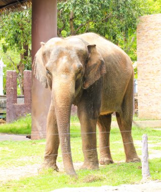 Hayvanat bahçesindeki fil