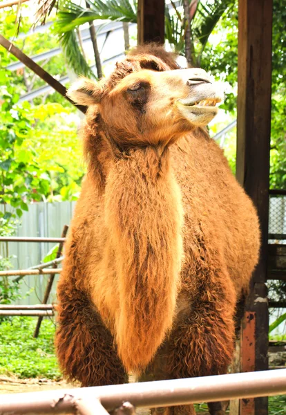 動物園のラクダ — ストック写真