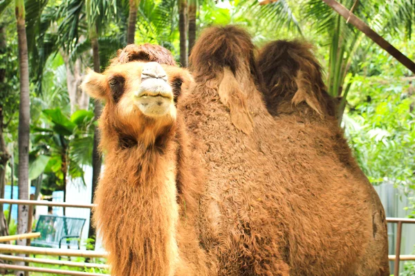 Camello en el zoológico —  Fotos de Stock