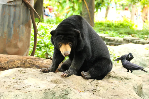 Niedźwiedź Malajski słońce. — Zdjęcie stockowe