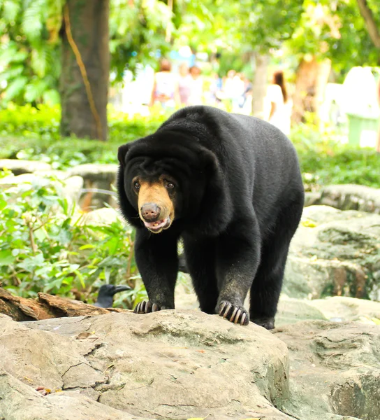Malayan Sun Bear. — Stock Photo, Image