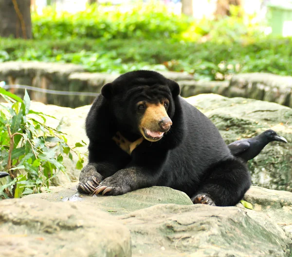 Malayan Sun Bear. — Stock Photo, Image