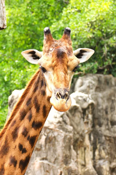 Närbild porträtt av giraff — Stockfoto