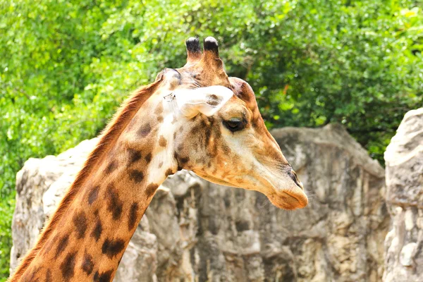 Retrato de close-up de girafa — Fotografia de Stock