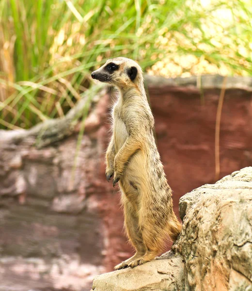 Meerkat in the zoo — Stock Photo, Image