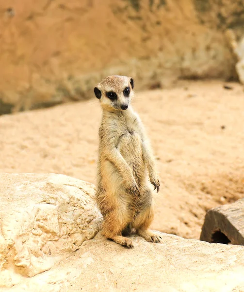 Meerkat in the zoo — Stock Photo, Image