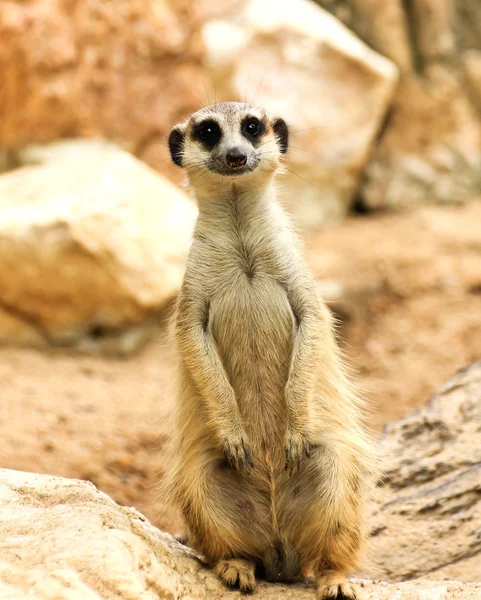 Meerkat in the zoo — Stock Photo, Image