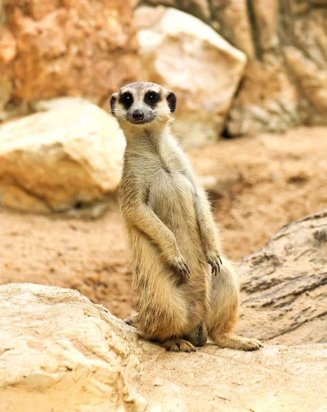 Meerkat in the zoo — Stock Photo, Image