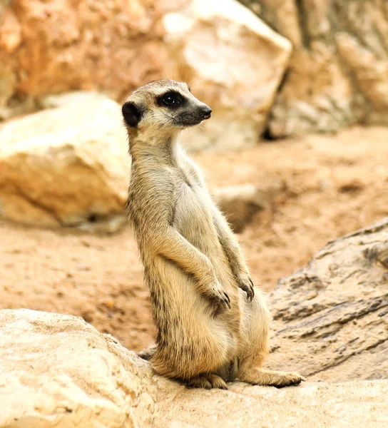 Meerkat in the zoo — Stock Photo, Image