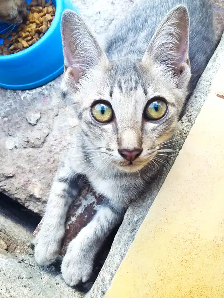 Gato tailandês bonito — Fotografia de Stock