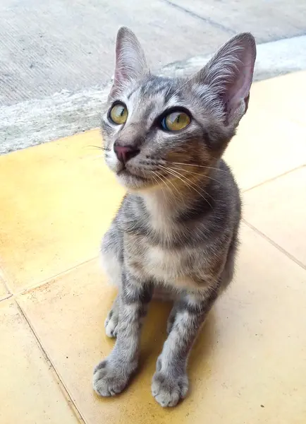Милый тайский кот — стоковое фото