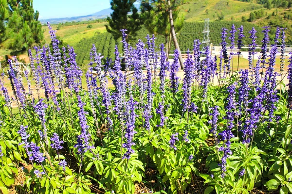 Purple salvia nemorosa plant — Stock Photo, Image