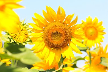 Tayland 'daki ayçiçeği tarlası.