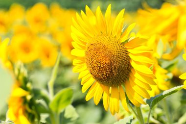 Tayland 'daki ayçiçeği tarlası.
