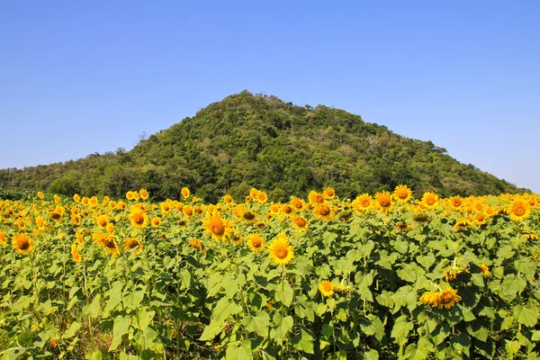 Sunflower Field in Thailand. — Stock Photo, Image