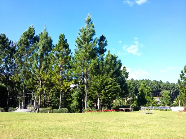 Projeto bonito do jardim da mola, com árvores de pinho e grama verde — Fotografia de Stock