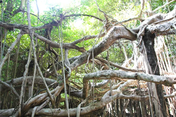 Banyan δέντρο ρίζες — Φωτογραφία Αρχείου