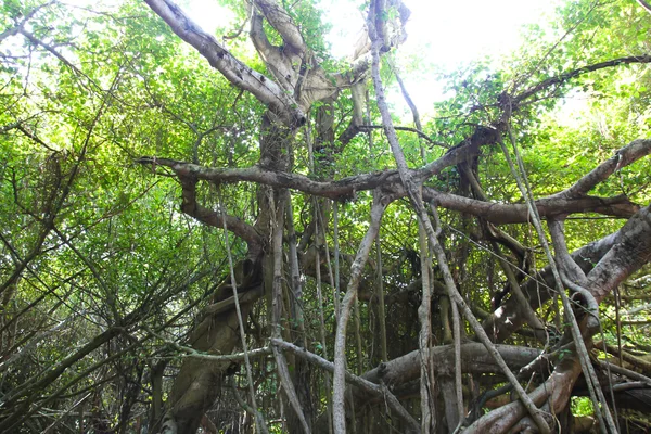 Raízes de banyan tree — Fotografia de Stock