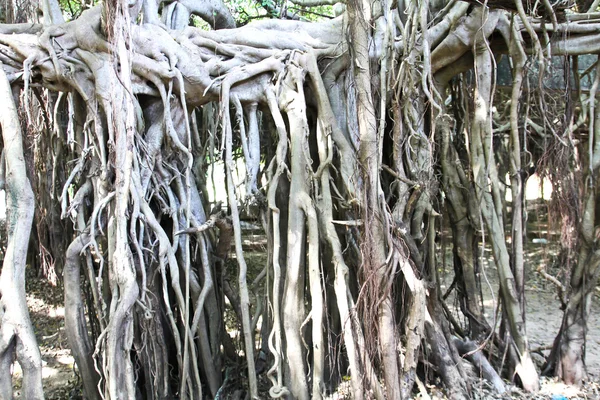 A Banyan fa gyökerei — Stock Fotó