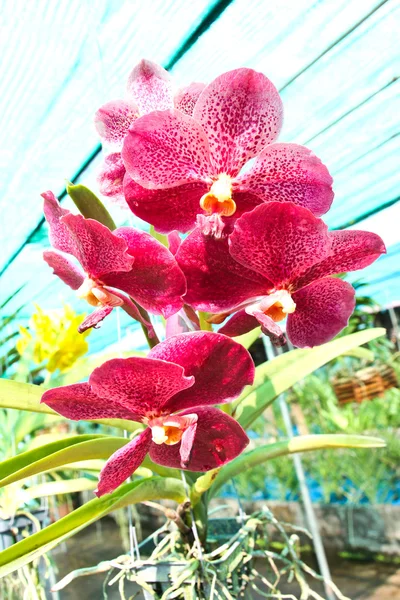 Orquídea bonita no jardim — Fotografia de Stock