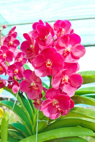 Orquídea bonita no jardim — Fotografia de Stock