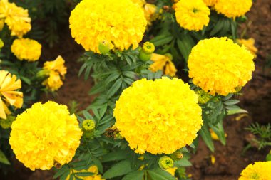 marigolds (tagetes erecta, Meksikalı kadife çiçeği, Aztek kadife çiçeği, afr