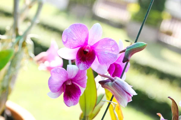 Hermosa orquídea en jardín — Foto de Stock