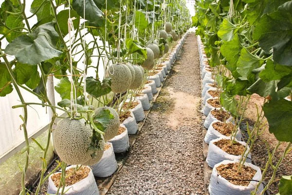 Melon organic produce from the farm. — Stock Photo, Image