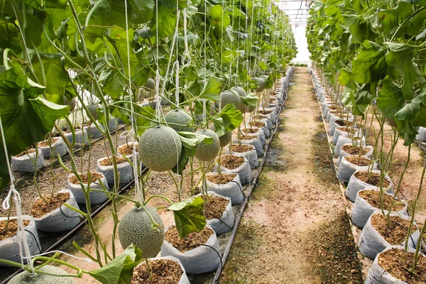 Melon organic produce from the farm. — Stock Photo, Image