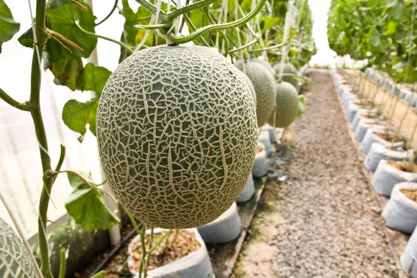 Produtos biológicos de melão provenientes da exploração agrícola . — Fotografia de Stock