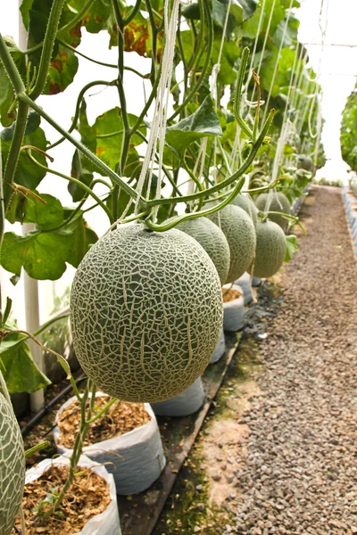 Melon organic produce from the farm. — Stock Photo, Image