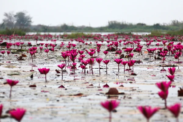 O lago de lírio de água, Udonthani, Tailândia — Fotografia de Stock